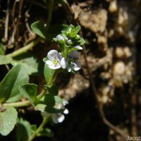 Veronica serpyllifolia L.